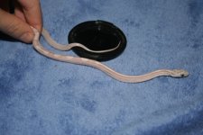 snake feeding nov 1 009.jpg