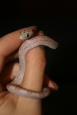 snake feeding nov 1 021.jpg