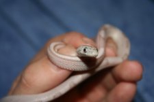 snake feeding nov 1 020.jpg