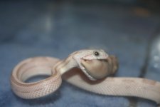 snake feeding nov 1 051.jpg