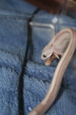 snake feeding nov 1 063.jpg