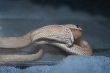 snake feeding nov 1 065.jpg