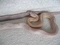 hatchlings2010 003.jpg