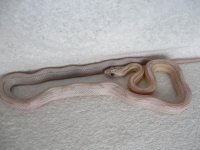 hatchlings2010 001.jpg