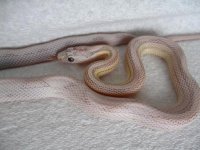 hatchlings2010 002.jpg