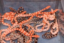 IMG_1817 Quad Het x Opal (Het Motley) Clutch (4)Babies 2009 Juveniles.JPG
