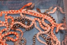 IMG_1817 Quad Het x Opal (Het Motley) Clutch (5)Babies 2009 Juveniles.JPG