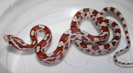 Hypo1.JPG