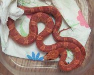 female hypo sunkissed.JPG