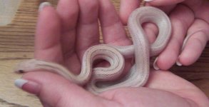 hypo lavender striped female.JPG