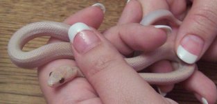 hypo lavender striped male.JPG