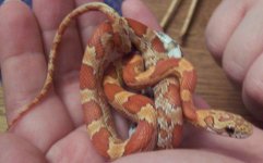 hypo sunkissed female1.JPG