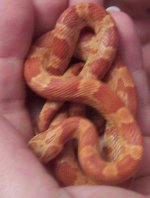 hypo sunkissed male.JPG
