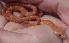 male hypo sunkissed.JPG