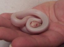 opal striped female.JPG
