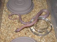 '08 Lav Blood 006.jpg