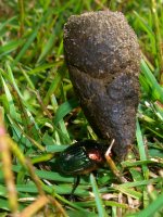 Dung Beetle 001cr.jpg