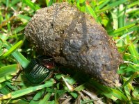 Dung Beetle 003cr.jpg