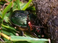 Dung Beetle 002cr.jpg