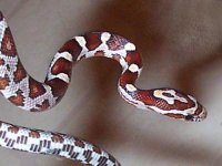 snake026.jpg