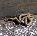 snakes breeding2 small.jpg