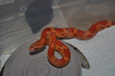 DSC_0117.JPG
