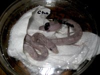 Charcoal Plasma .JPG