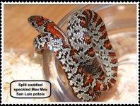 ipad pictures 034.JPG