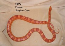 aCorn-Sun Glow CB00 Female.jpg