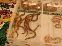 IMG_9111.JPG