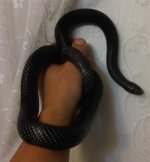 Ebony2 (Medium).jpg