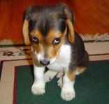 hondje.jpg