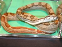 IMG_9141.JPG