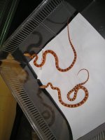 reptile-pics 281.jpg