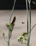 P1200474crop.jpg