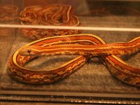 IMG_9157.JPG
