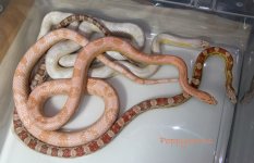 petals peaches bricks apr09_0240_2 sale.jpg