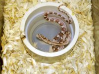 Random snake pics 024.jpg