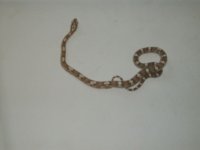Random snake pics 011.jpg