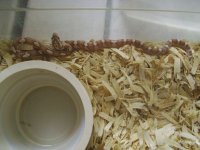 Random snake pics 035.jpg