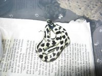 Canon Chester 070309 002.jpg