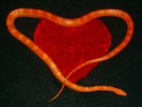 Heart 001cr.jpg