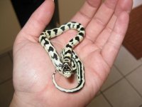 Canon Chester 070309 004.jpg