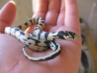 Canon Chester 070309 005.jpg