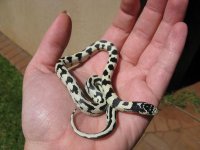 Canon Chester 070309 007.jpg