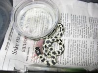 Canon Chester 070309 014.jpg