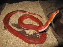 pied mom.jpg