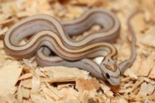 Amber Stripe Closeups (3).JPG
