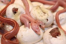 Hypo Stripe (Het Opal) x Hypo Stripe (Het Lavender) Babies  (13).JPG
