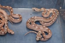 Lavender Motley (Q-Tip) x Lavender Stripe Babies 2009 (5).JPG